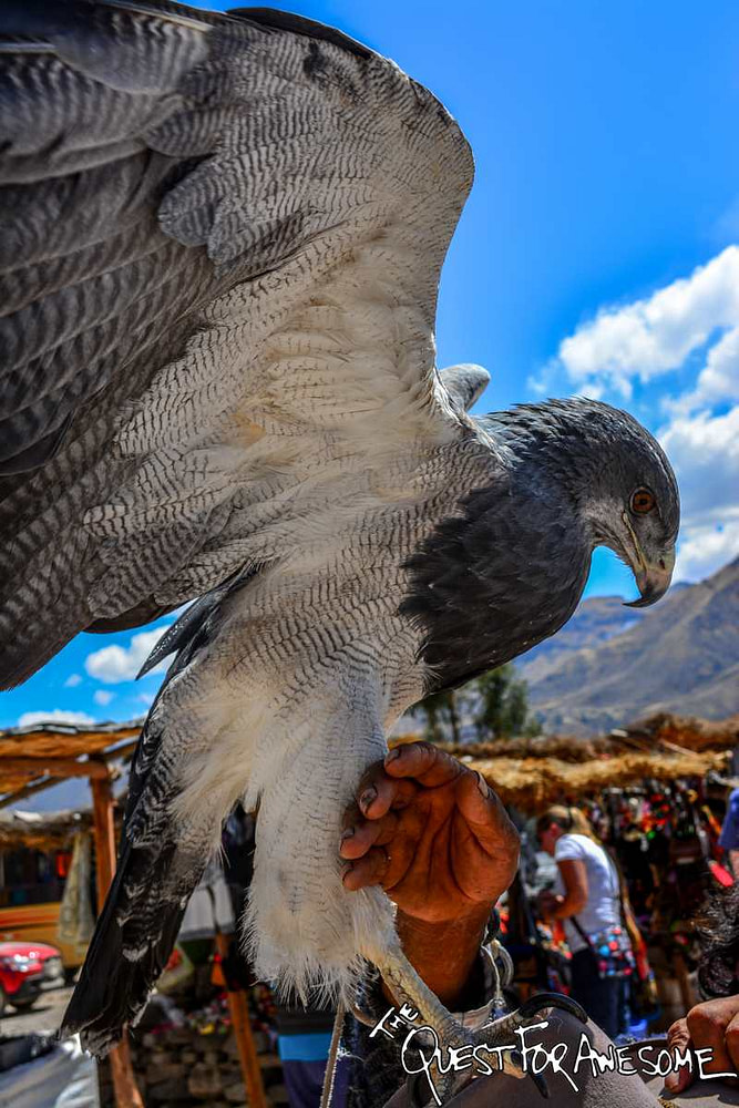 A Hawk In Colca Canyon, Peru