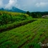 Young Rice Paddy