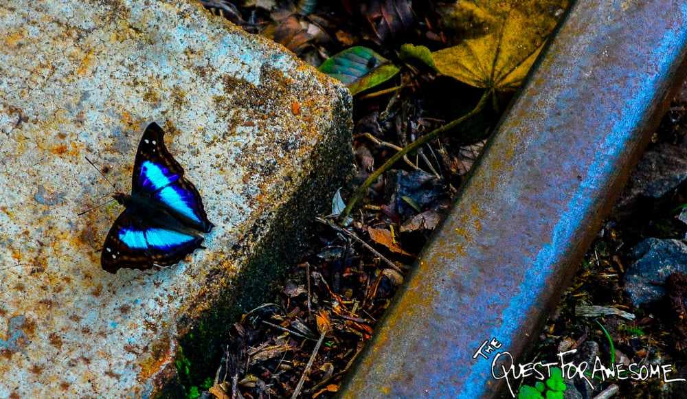 Turquoise Emperor - Iguazu Falls Butterfly