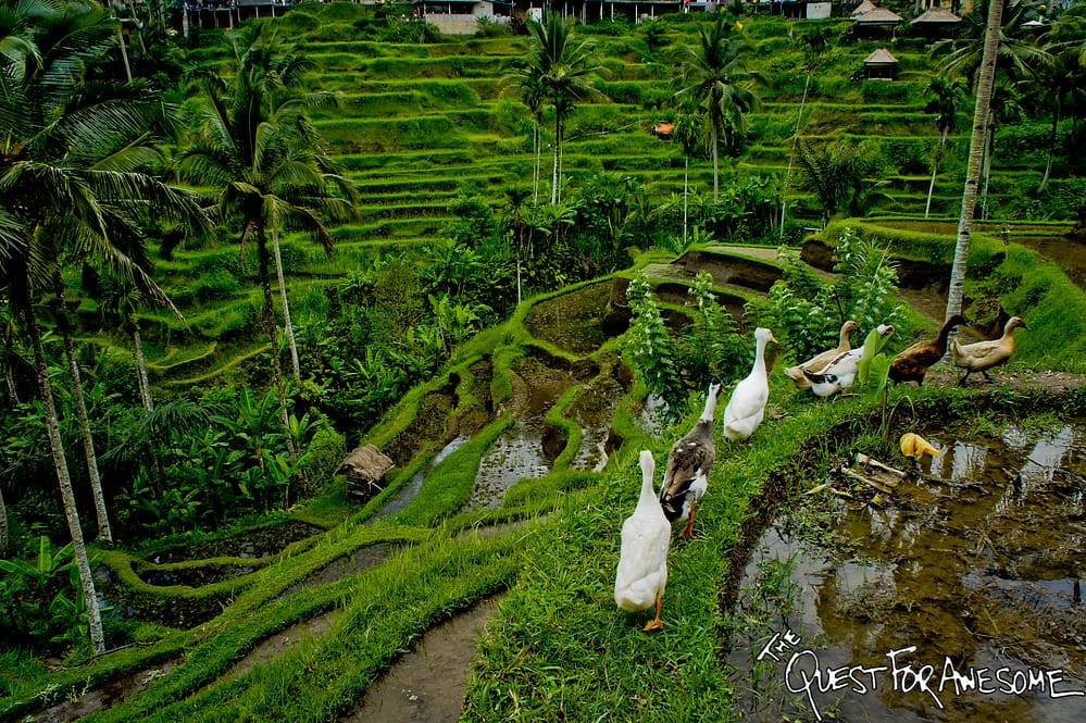 Tegallalang Rice Paddies