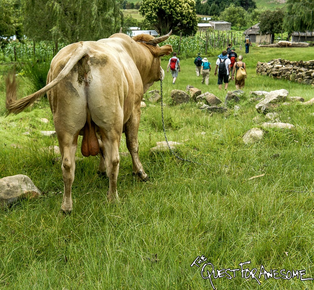 Lesotho Livestock