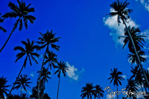 Thailand Palm Trees