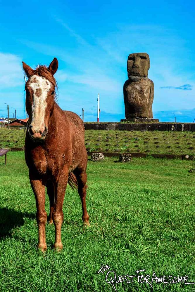 Horse and Moai on Easter Island