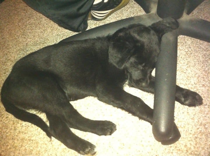 My puppy dude taking a nap awkwardly on a chair