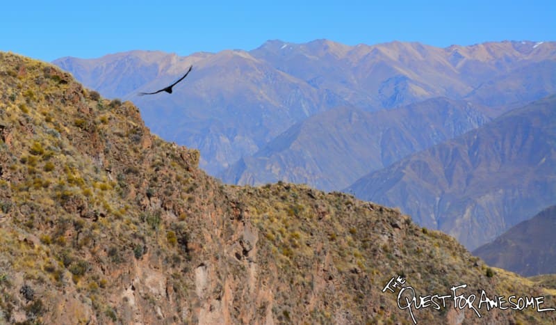 Andean Condor At El Cruz Del Condor, Peru