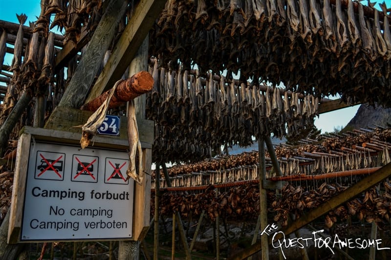 Norway Torrfisk - Lofoten Hanging Fish - The Quest For Awesome