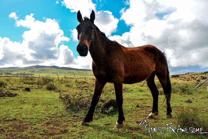 Horse On Easter Island